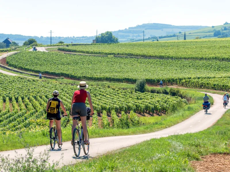 Cyclistes dans le vignoble de Santenay