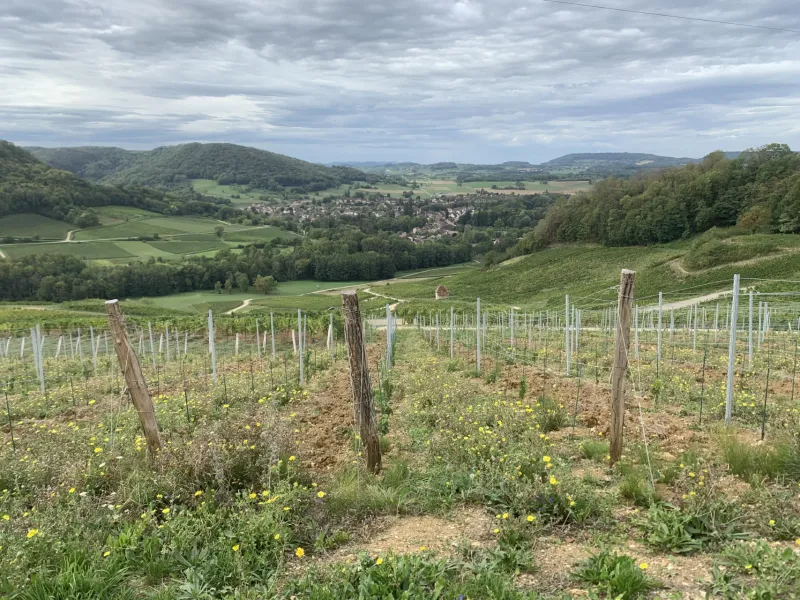 Vignes du Jura
