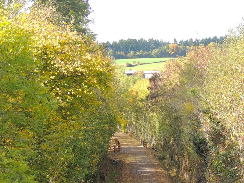 Hautes herbes sur la voie verte Alençon Bagnoles de l'Orne