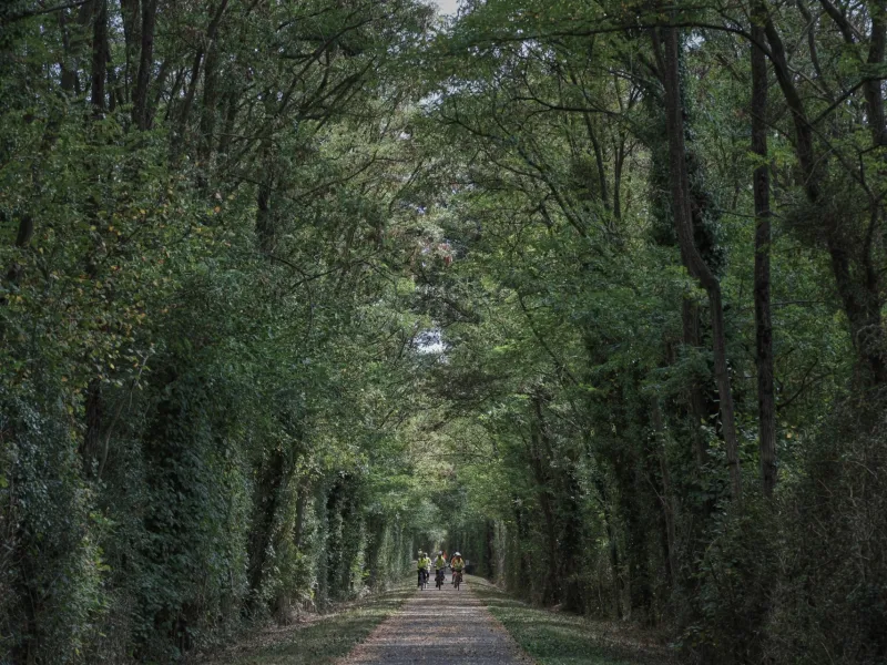 Voie verte sous un couvert arboré