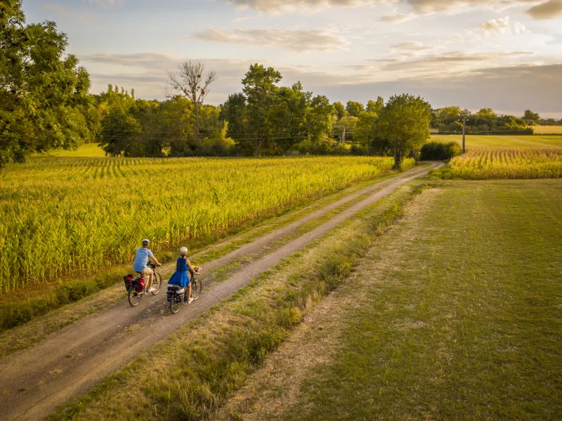 Champs de maïs sur la Voie Bressane à vélo