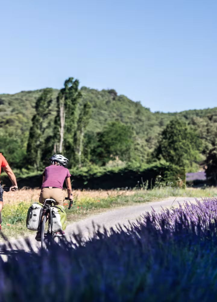 Champs de lavande sur La Méditerranée à vélo