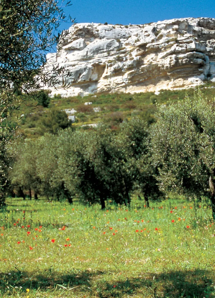 Se perdre à vélo dans les Alpilles