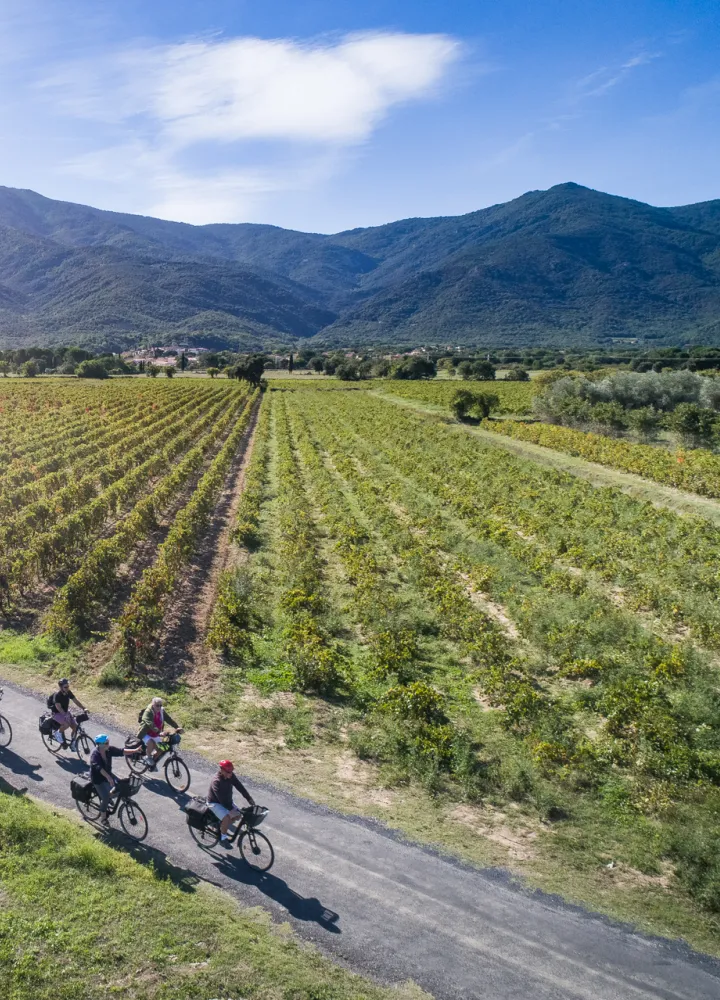 Au milieu des vignes à vélo à Saint Genis des Fontaines