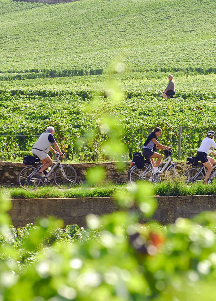 Vine route by bike in Burgundy 