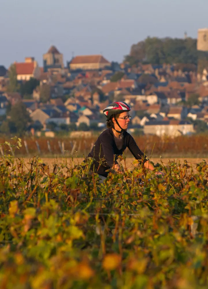 Découverte du vignoble à Sancerre à vélo