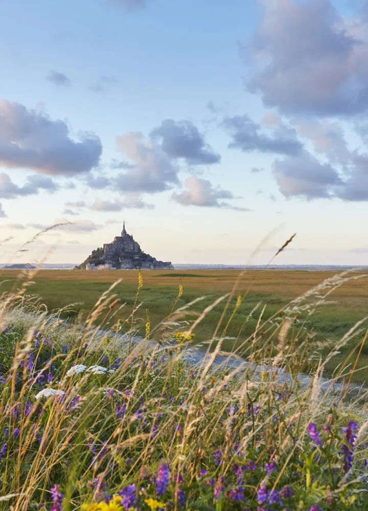 Vue du Mont-St Michel au loin, à travers champ