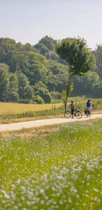 Champ de lin sur la Véloroute