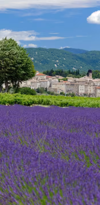 Séjours vélo en Provence avec Safrantours