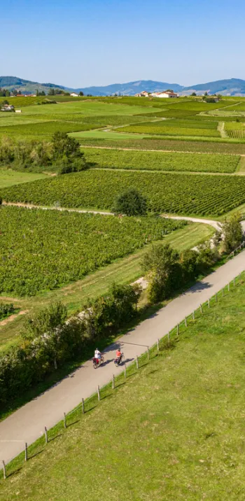 Et au loin les vignes !