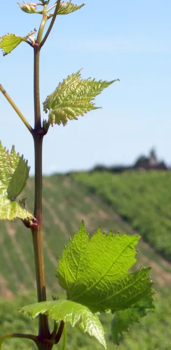 Vignobles de Bourgogne avec Randovélo