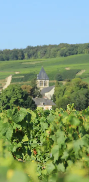 La Champagne à vélo avec La Bicyclette Verte