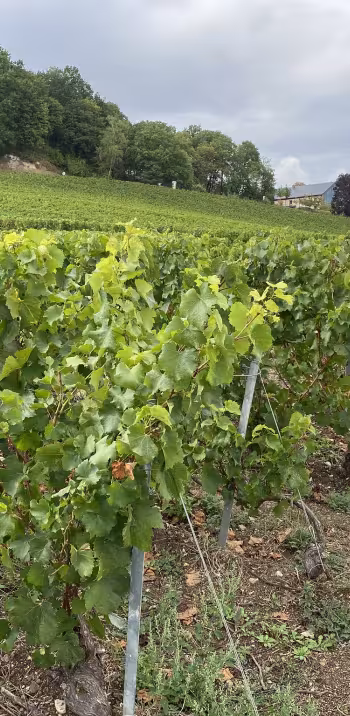Château de Saran en Champagne