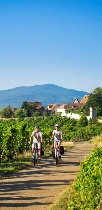 La véloroute du vignoble d'Alsace jusqu'à Colmar