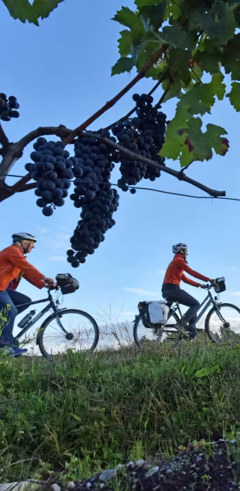Randonnée à vélo dans le Médoc