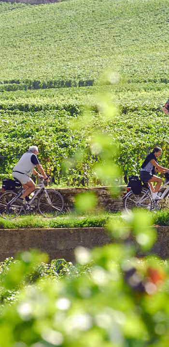 Vine route by bike in Burgundy 
