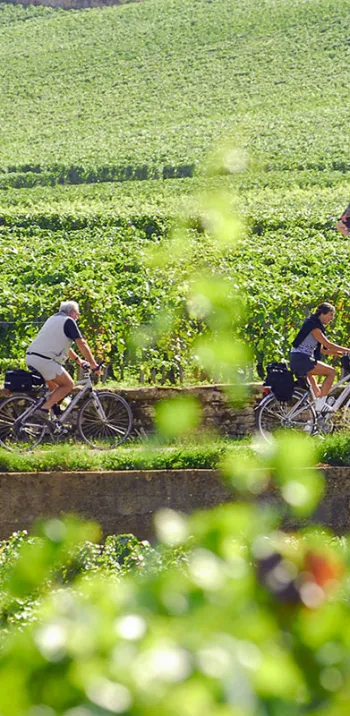 Vine route by bike in Burgundy 