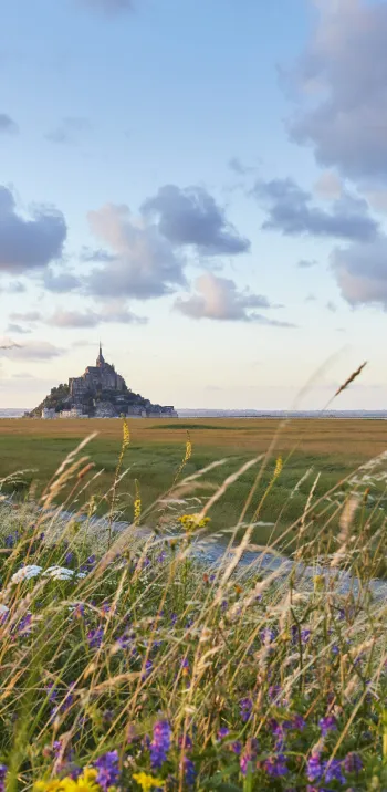 Vue du Mont-St Michel au loin, à travers champ