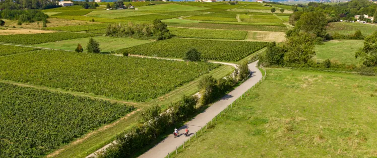 Et au loin les vignes !