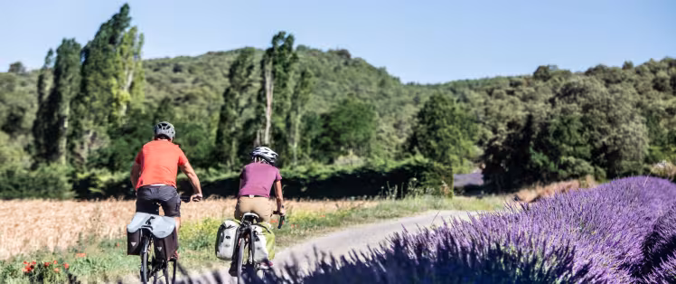 Champs de lavande sur La Méditerranée à vélo