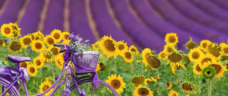 Lavandins de Provence 