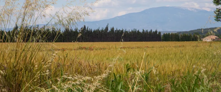 Paysage sur la Via Venaissia