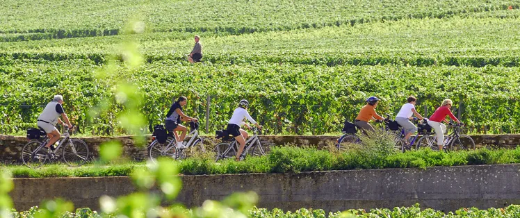 Vine route by bike in Burgundy 