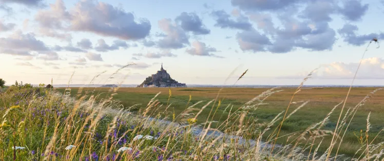 Vue du Mont-St Michel au loin, à travers champ
