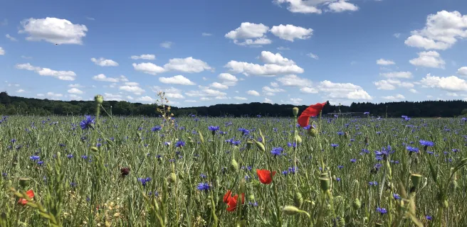La Beauce au naturel - Boucle vélo n°26