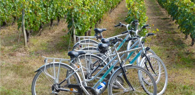 Entre vignes et coteaux du Touraine-Mesland - Boucle vélo n°20