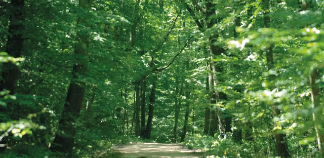 De l'eau à l'arbre - Boucle vélo R6