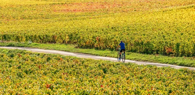 De Dijon à Mâcon à vélo avec Safrantours