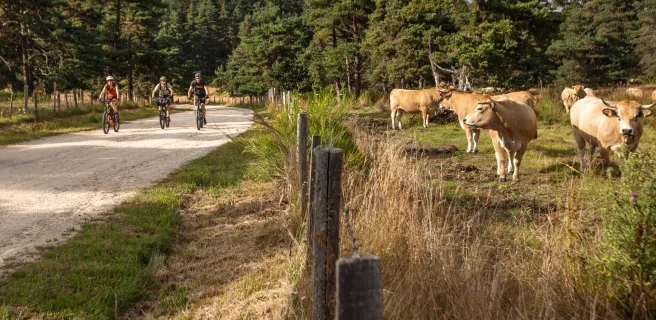 Domaine du Sauvage / Baraque des Bouviers