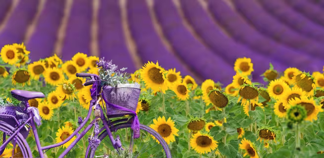 Lavandins de Provence Randovélo