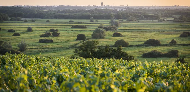 From Nantes into Muscadet vineyards