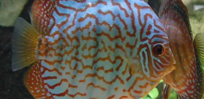 Aquarium des Tropiques