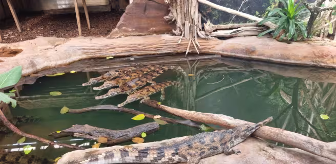 The crocodile farm