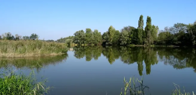 Bird Gravel Pit