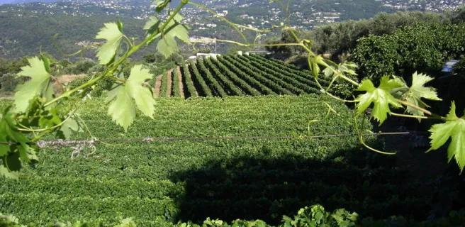 Domaine de la Source