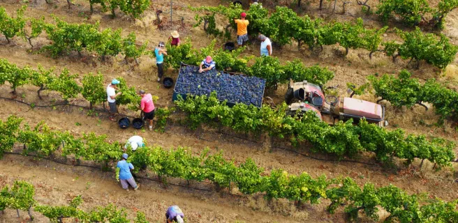 Cave des Vignerons Londais