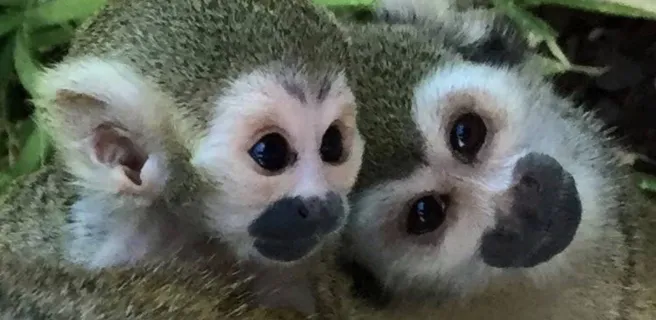 Les singes écureuil au Jardin Zoologique Tropical à La Londe les Maures