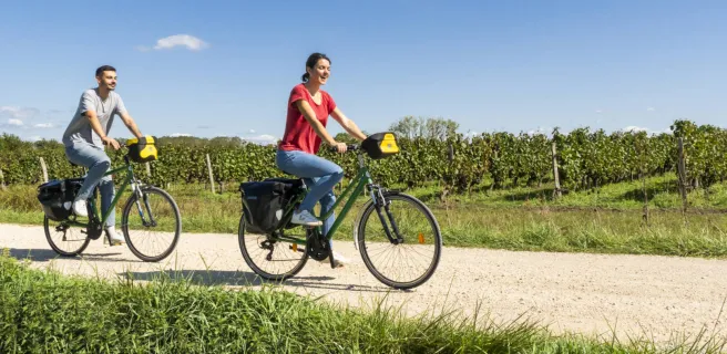 Cyclistes dans les vignes Saumur Champigny