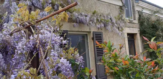 Les chaumes violettes
