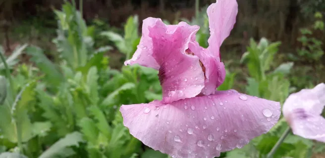 Chambres d'Hôtes au Fabuleux Festin