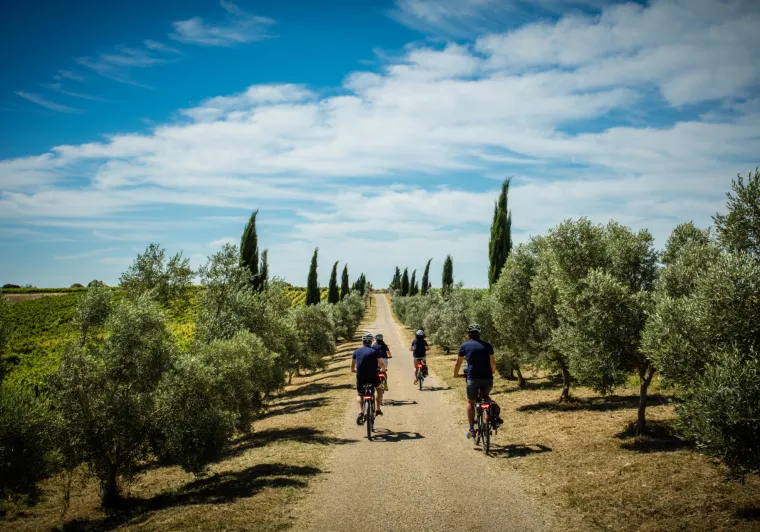 Cyclistes en Provence