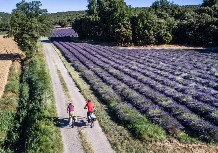 Au fil des champs de lavande à vélo
