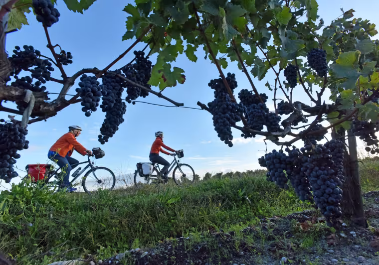 Le vignoble du Médoc à vélo