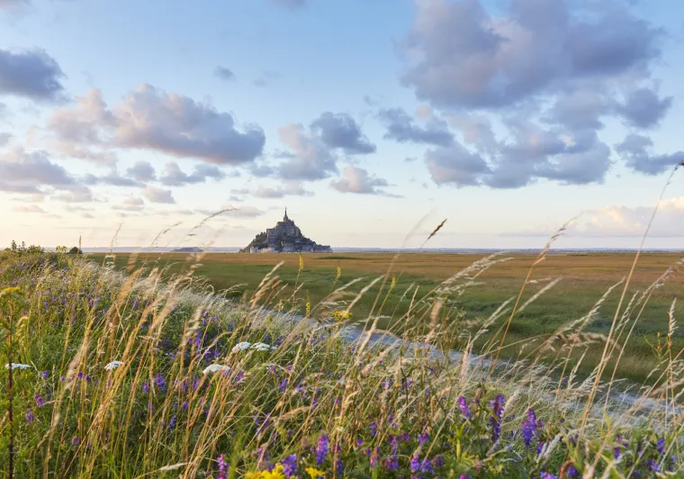 Vue du Mont-St Michel au loin, à travers champ