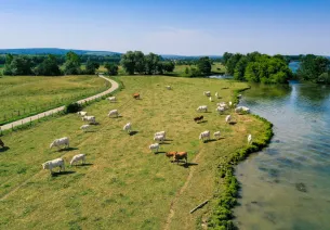 Les Plaines du Val-de-Saône à vélo