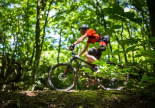 voyage VTT en forêt